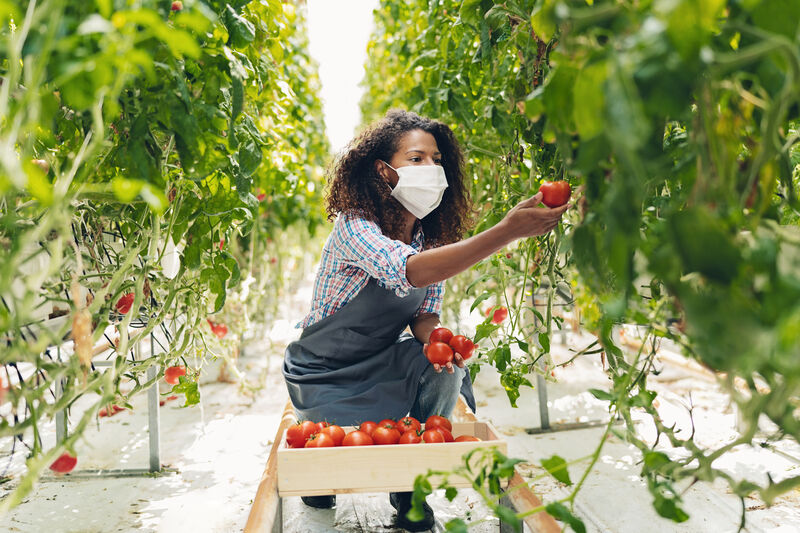 Woman picking tomatoes in a garden