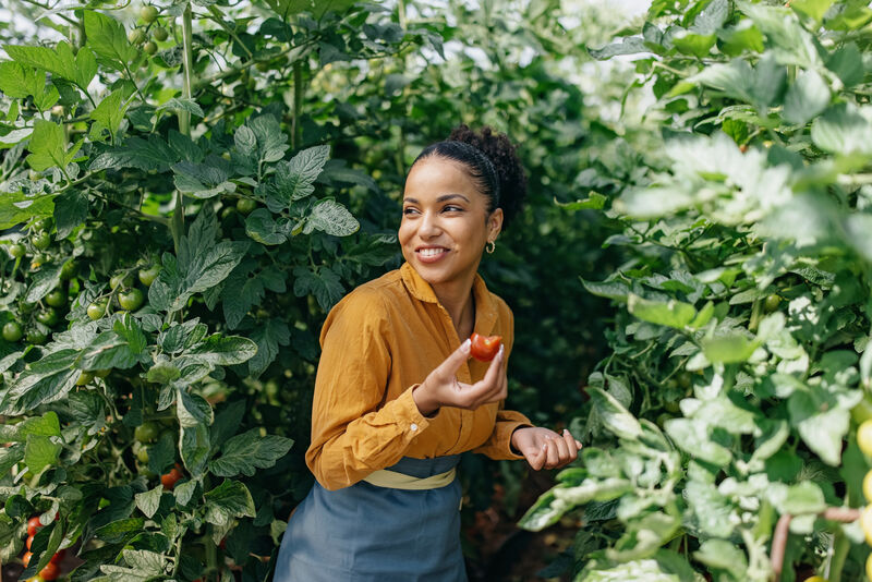 Smiling woman picking and eating a fresh tomato