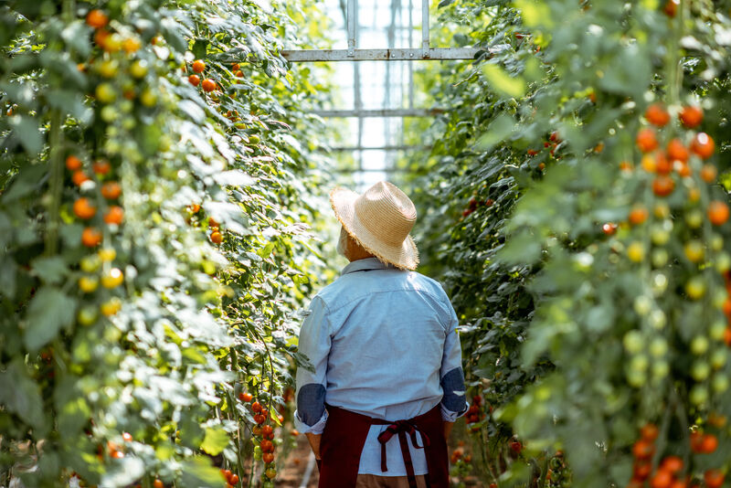 Man working in green house