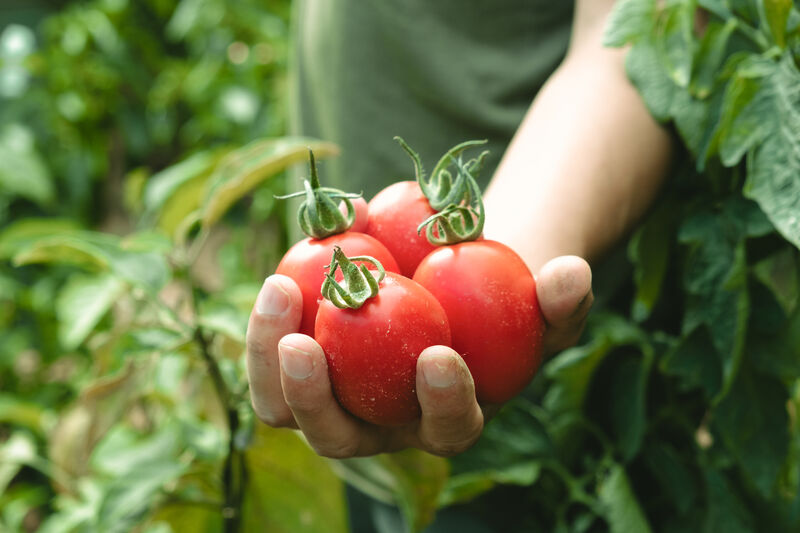 Person holding tomatoes